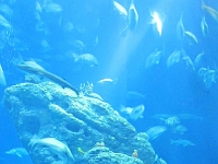 29503PeRe - Vacation at Kiawah Island, SC - Charleston Aquarium.JPG